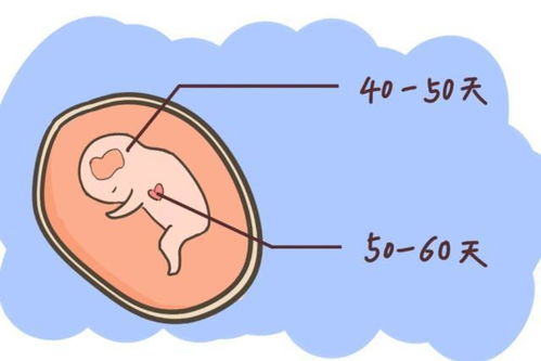 胎心和胎芽会在孕几周出现 若在这个周数前,说明胎宝发育很正常