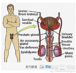 前列腺癌晚期死亡率高吗