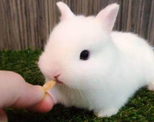 兔兔那么可爱,怎么可以吃兔兔 带你了解侏儒兔 
