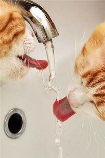 猫事 猫为什么喜欢到处喝生水 