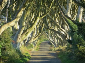 探秘北爱尔兰诡异乡间小路 黑暗树篱 
