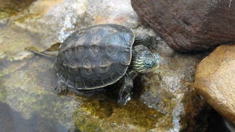中华草龟出壳多久能长到5厘米 