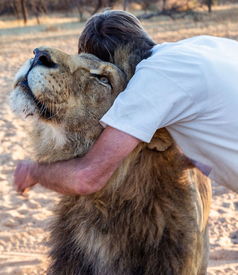 非洲男子养狮子当宠物 亲吻拥抱关系亲密 