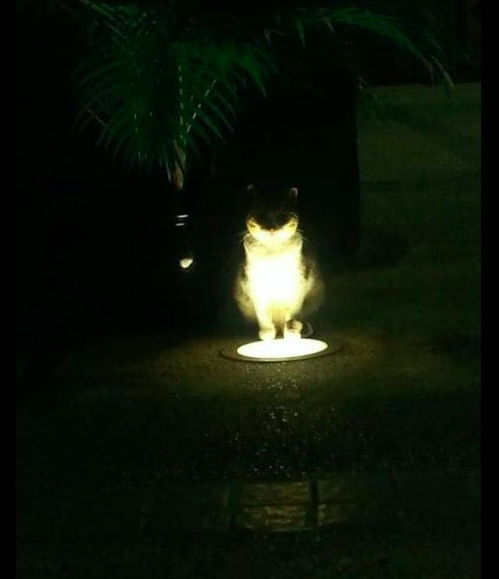猫坐在照射灯上面,晚上看起来好恐怖,猫 我来自地狱的暗黑使者