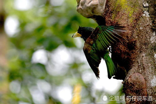 燕隼是益鸟不