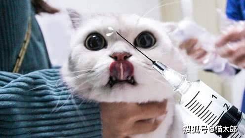 养猫干货丨猫咪疫苗全指南