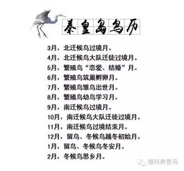 关于秦皇岛的鸟,你可能不知道的10件事儿