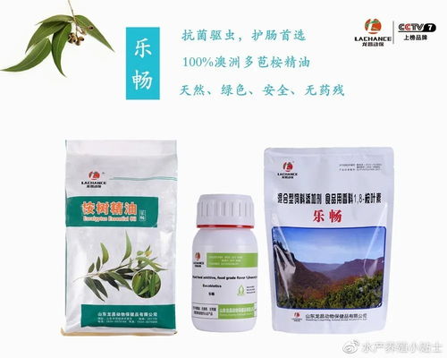 又是小瓜虫,石斑鱼遭殃了,传统杀虫药越杀越多,如何安全用药