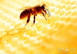 糖尿病人可以吃蜂蜜吗 血糖高的人能吃蜂蜜吗