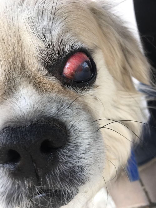 狗狗的眼睛这样是怎么了 