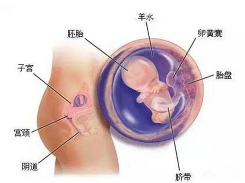 怀孕六个月女胎儿图
