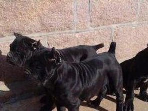 图 纯种意大利卡斯罗护卫犬卡斯罗犬图片卡斯罗犬价格猛犬 北京宠物狗 