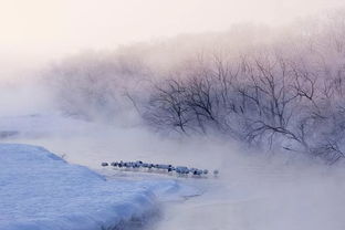 敬一丹 大雪 万树琼花一夜开,都和天地色皑皑