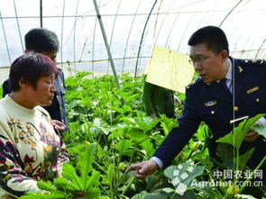 德州 供港蔬菜基地将有机蔬菜送上香港市民餐桌 图