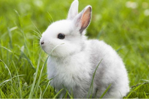 生肖兔 10月初将是你人生的分水岭 家有属兔的好好看看