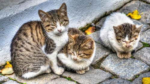 猫冠状病毒爆发,疫情将蔓延到其他国家,猫的数量会越来越少