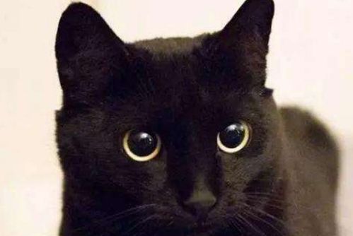 洛雨解梦 梦到猫象征着什么 黑猫和白猫分别有什么特殊意义