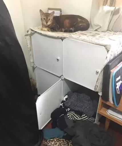 猫咪经常乱翻衣柜,铲屎官展开报复,这招也是绝了