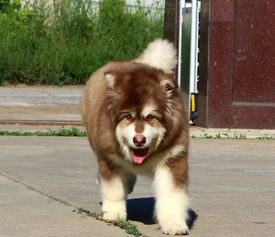 出售巨型犬阿拉斯加雪橇犬幼犬 大骨骼毛量充足