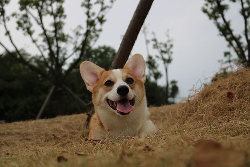 盘点柯基犬的优缺点