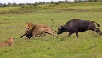 狮子咬住小牛就跑,公牛猛地冲了过去,雄狮直接被顶懵了