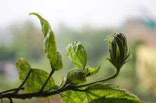 湖北蕲之阳蔬菜种植基地（蕲春蕲之阳果蔬李俊）