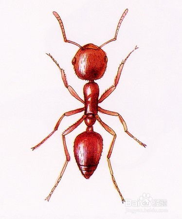 家里有红蚂蚁怎么办 