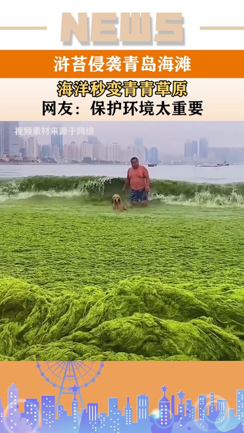 浒苔侵袭青岛海滩,海洋秒变青青草原,网友 保护环境太重要 