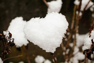 雪花中的诗意情怀——那动人的雪花香歌词解读，雪花香什么歌词好听