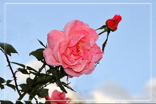 玫瑰花的形状,特点.颜色.气味各是什么？