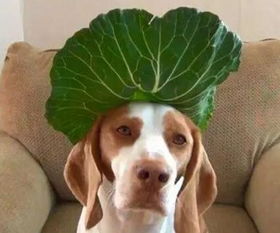 狗狗可以吃蔬菜,但这种蔬菜最好熟味