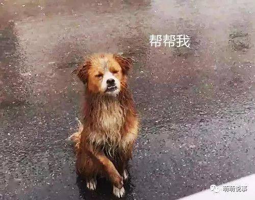 流浪狗傻傻蹲在雨中,一位男子停了下来,下一个瞬间,泪崩了
