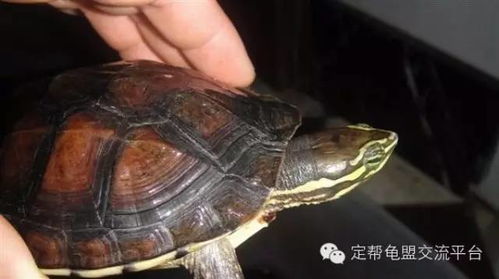 安南龟稚龟的养殖技术