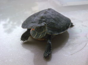 这是啥龟 