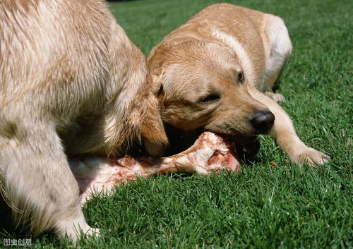 食物中毒,在狗狗的身上出现可能会很危险,其症状也是很明显的