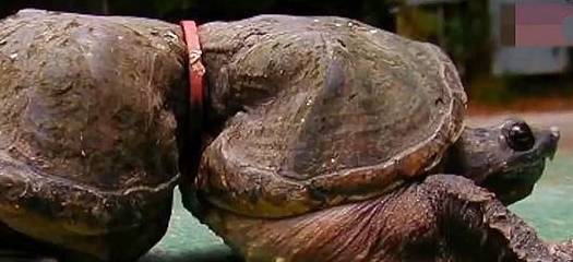 老人生前养了只乌龟,给它带上镯子,没想到5年后乌龟变成了这样