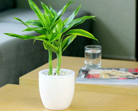 办公桌适合摆放什么植物
