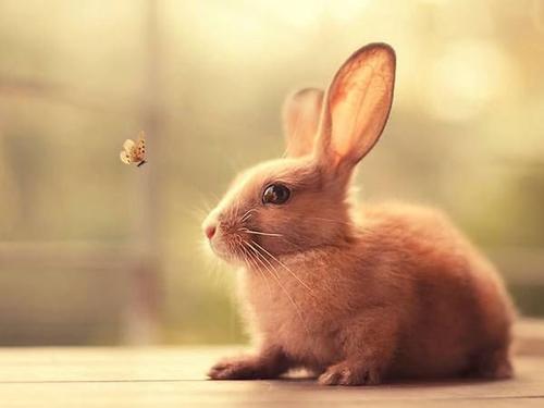 兔儿爷 兔神,古代神话为何常出现兔子 兔子凭什么 受宠