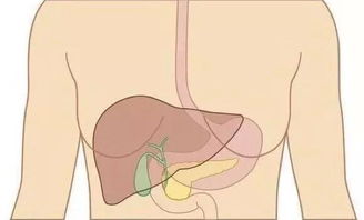 5大征兆预示肝脏开始出现问题了 看看你的肝还好吗 