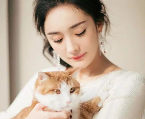 明星爱养品种宠物,杨超越一只猫近万元,刘亦菲杨幂却收养流浪猫