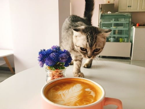 萌猫喝咖啡 