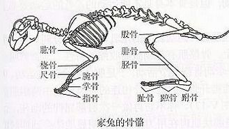 如图是家兔的骨骼图.请据图回答问题 1 填出图中标注的骨的名称①肱骨. 2 对应到人体上.①与②之间形成的关节叫肘关节. 3 刨开兔的膝关节.用手触摸管接头与关节窝的表面 