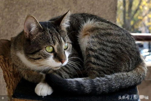 最受欢迎的3种宠物猫 布偶猫最美,英短猫咪最喵美价廉