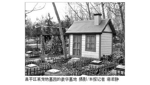北京宠物墓园激增 最贵墓穴豪华装修超万元 