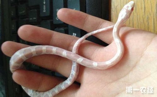 玉米蛇怎么养好 宠物蛇玉米蛇的饲养方法