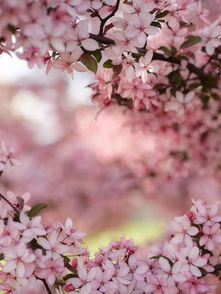 四月,一树花开,一树暖 好美