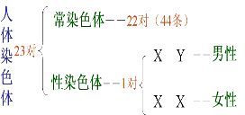 人的性别是由性染色体决定.若性染色体是 则为男性.若性染色体是 则为女性.人的体细胞中的染色体有23对.则产生的生殖细胞有染色体 个. 题目和参考答案 青夏教育精英家教网 