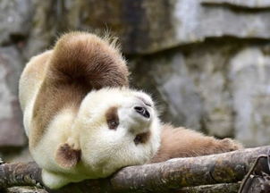 世界现存唯一棕色大熊猫 曾因毛色不同被母亲遗弃山头