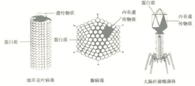 已查明 流行性感冒.肝炎.艾滋病.非典型性肺炎都是由病毒引起的疾病.而病毒是一种没有 结构的特殊生物. 题目和参考答案 青夏教育精英家教网 