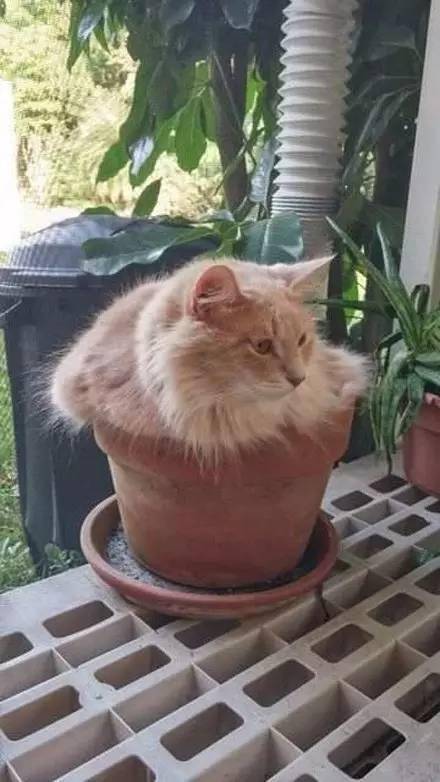 大揭秘 为什么猫会喜欢呆在花盆里